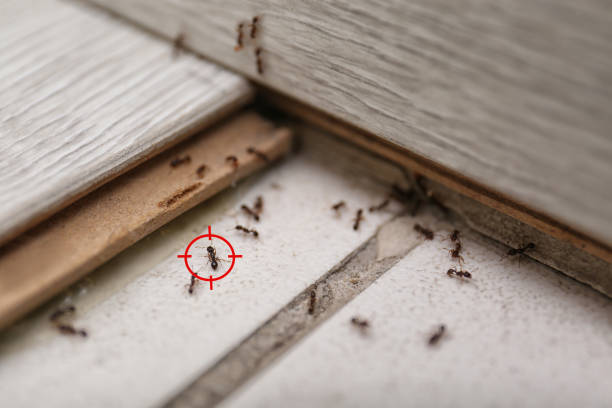 Wasp Removal Services in Maple Heights Lake Desire, WA