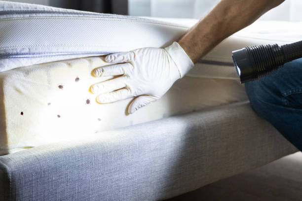 Best Affordable Pest Control Services  in Maple Heights Lake Desire, WA
